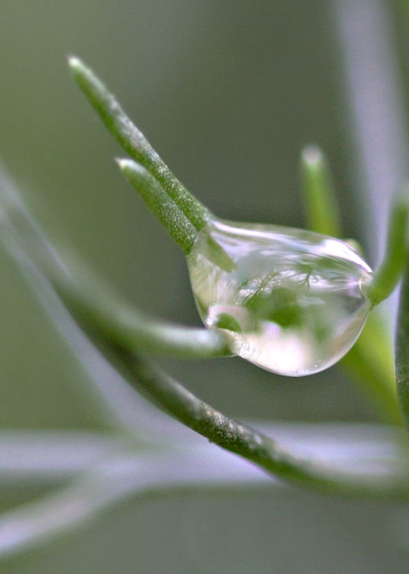 il cielo in una goccia