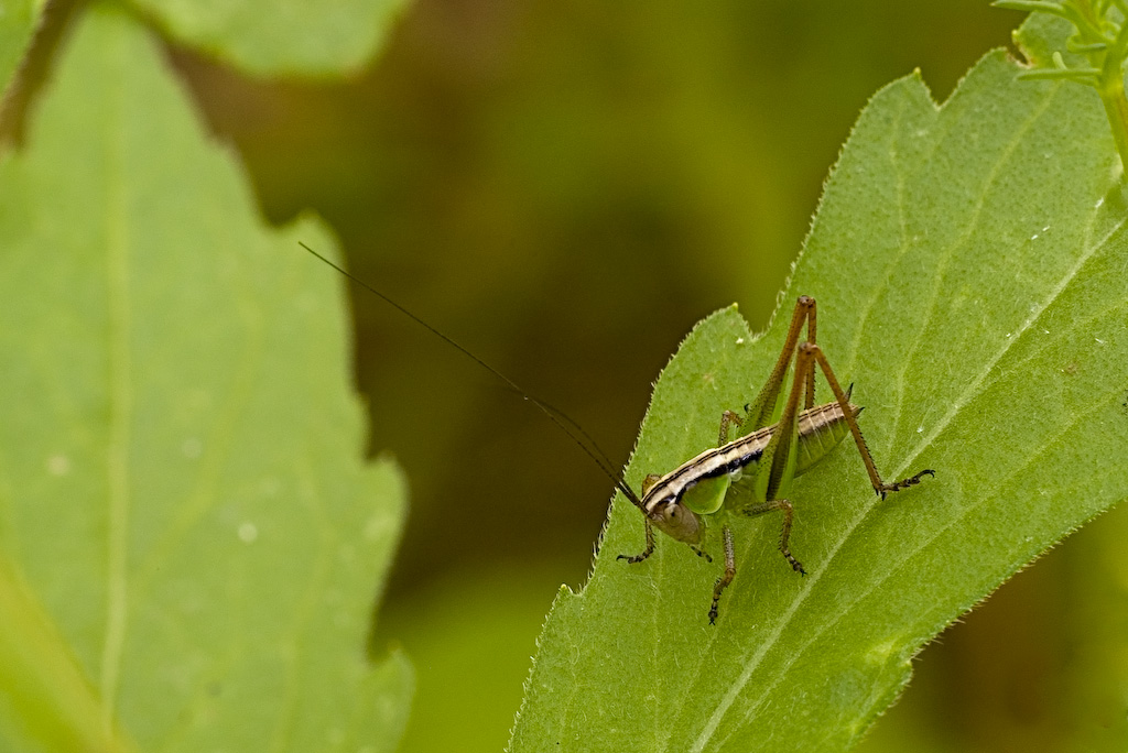 Il cugino di secondo grado di Beppe :-)))