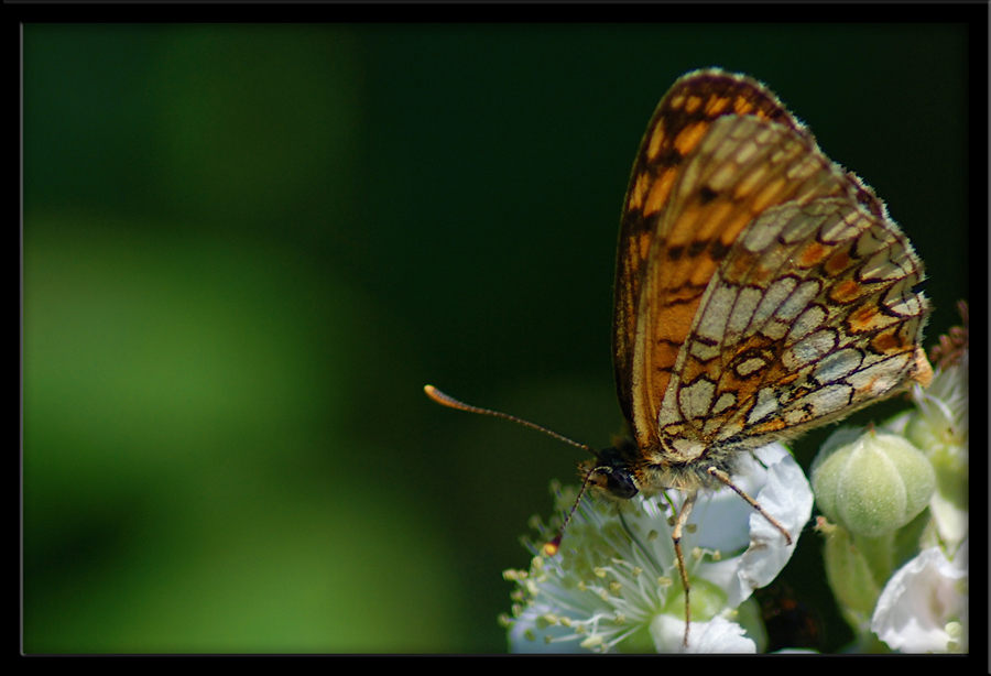 Il nome non lo s�......