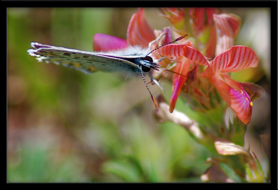 Attenzione, vi osservo......