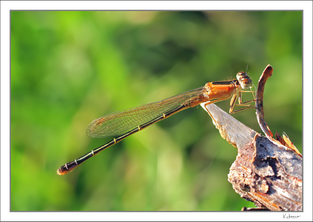 Libellula