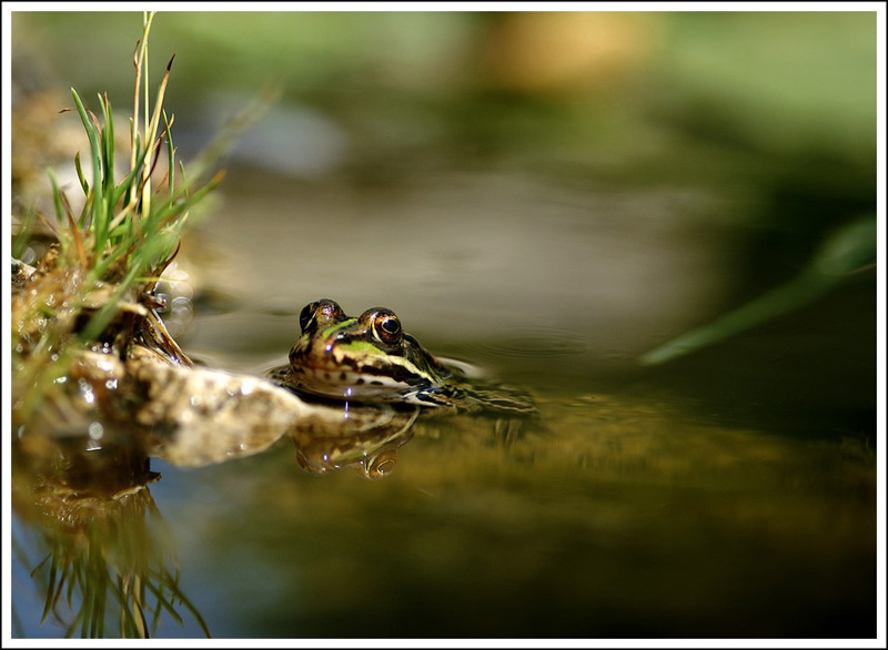 ranocchia allo specchio