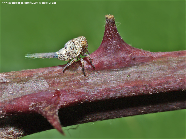 Stranissimo affarino: ninfa di Acanalonia conica