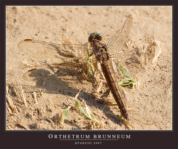 Carezzata dal vento........quasi mimetica!
