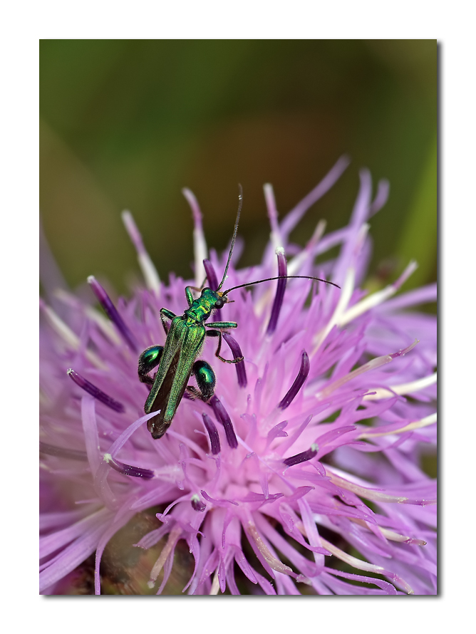 on the pink road (deicata a alby e yak)