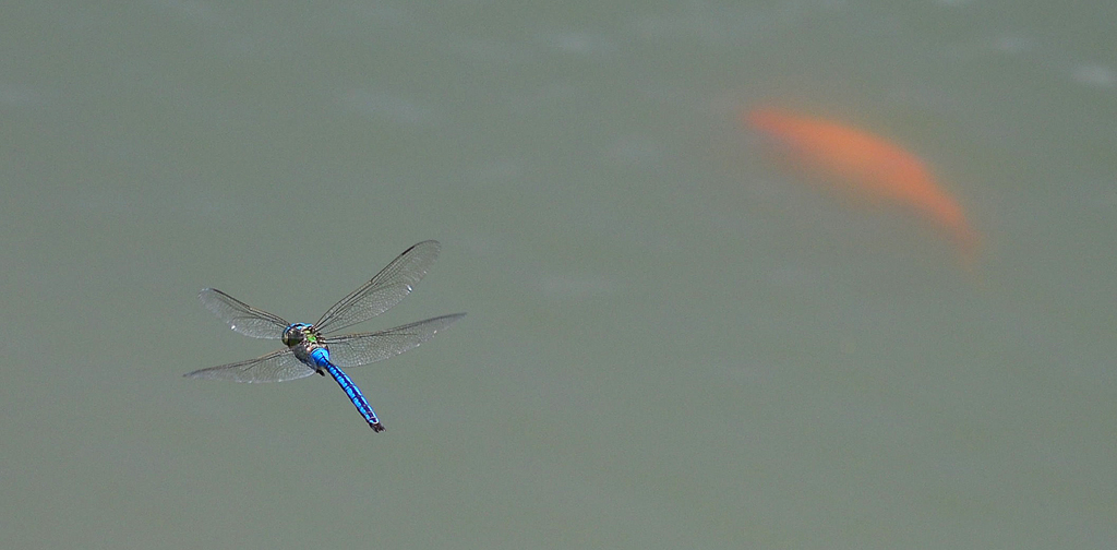 Libellula in volo