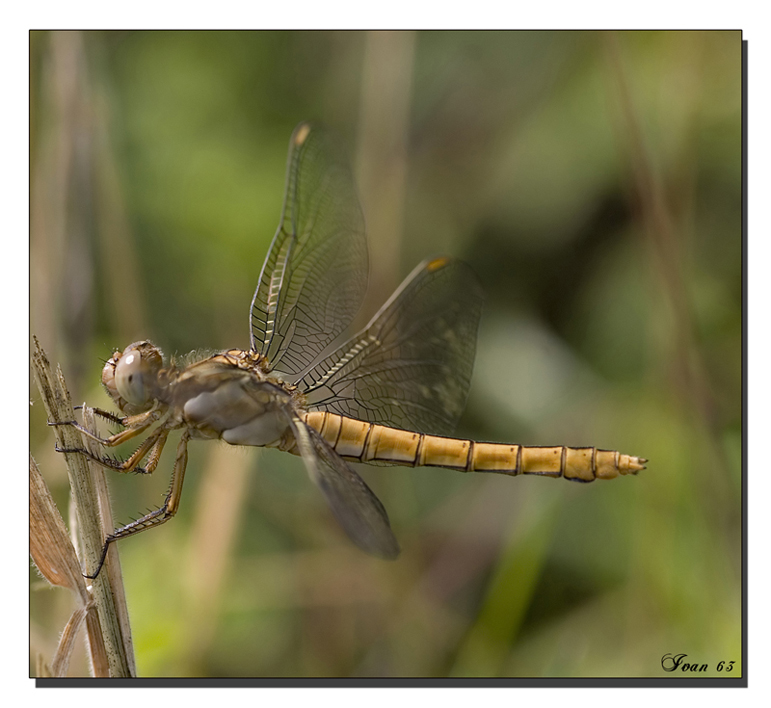 Libellula