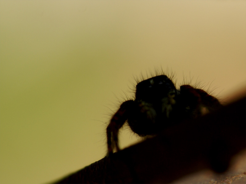 Phylaeus chrysops spennacchiato