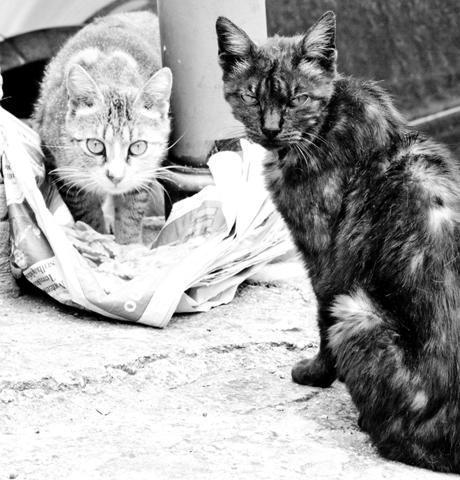 non toccateci il cibo