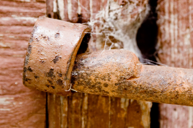 L'amore eterno tra la femmina e il maschio