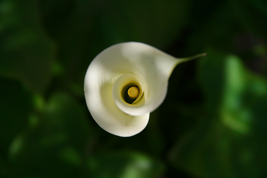 calla