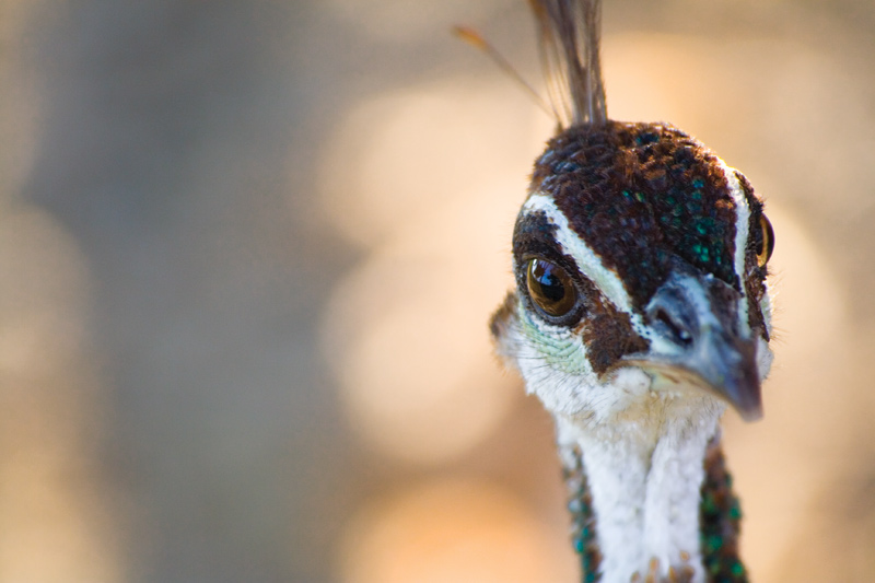 Osservatrice attenta