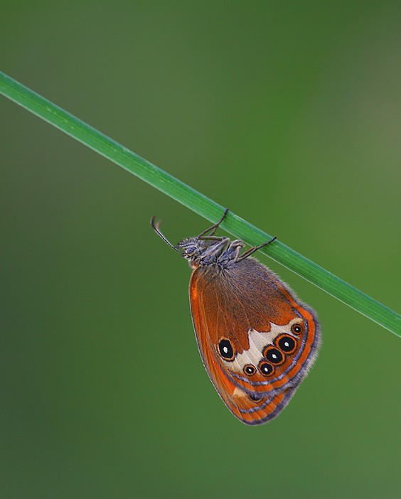Coenonympha arcania