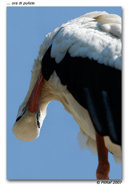 ... pulizie di primavera