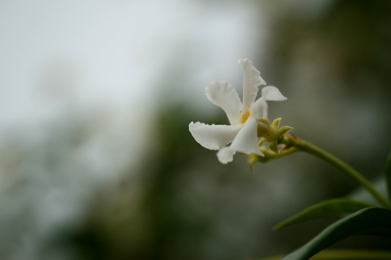 alone as a solitary light