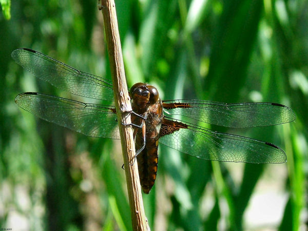 libellula