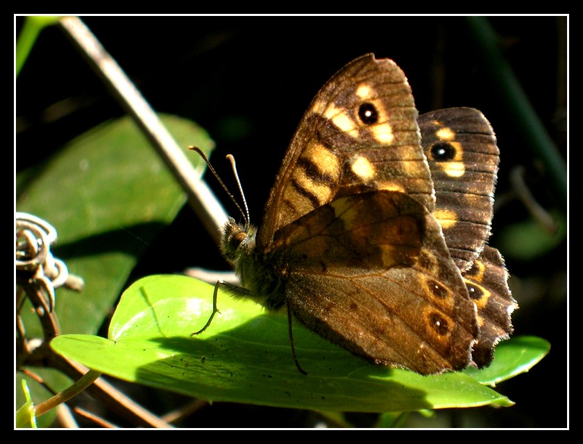 L' orgoglio del piccolo mondo