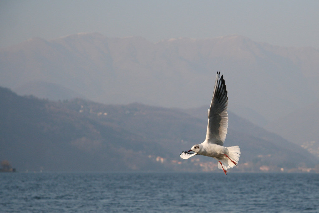 Palombella di mare al lago