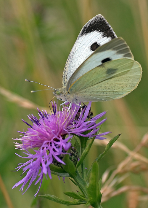 grazie per la torta (dedicata a Francy)