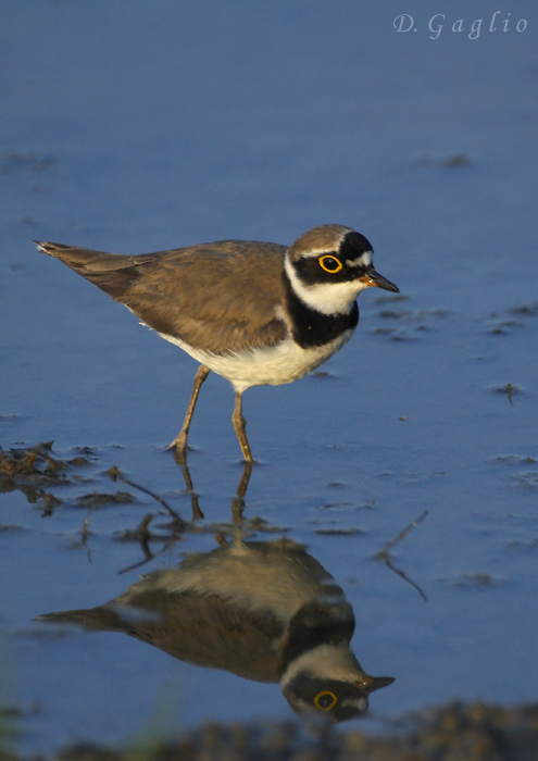 Corriere Piccolo riflesso