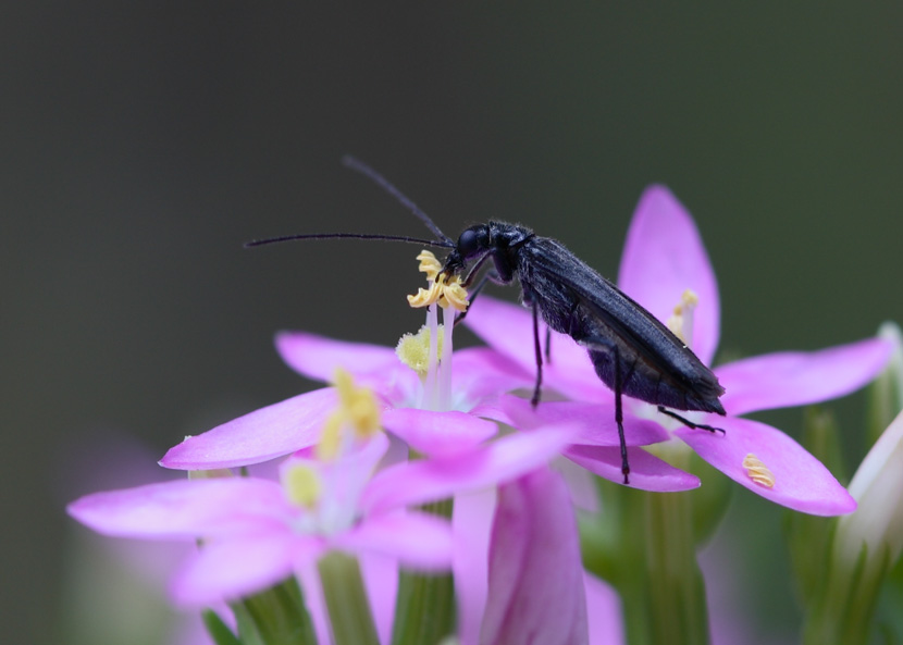 fiorellino lilla chiaro delicato