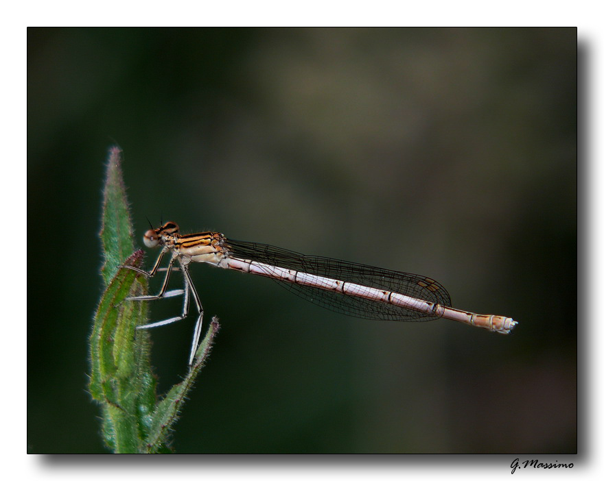libellula marroncino