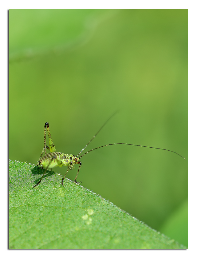 Il nipotino di beppe