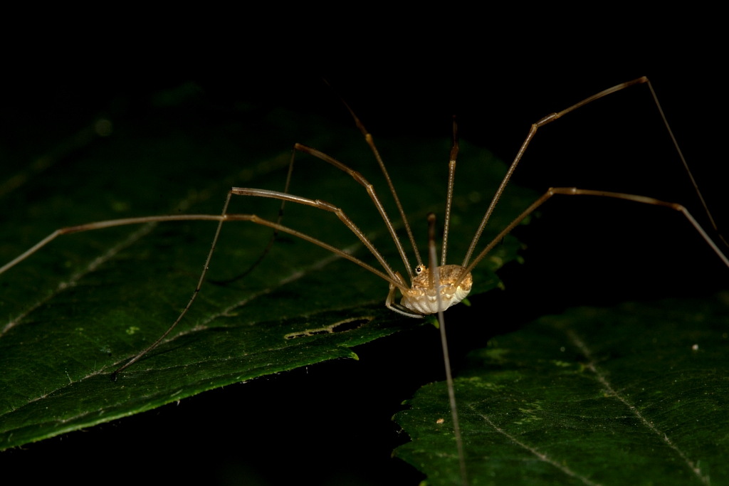 Micro macro mega monster