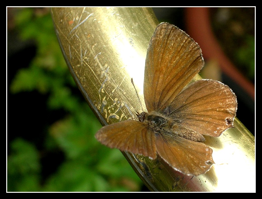 Uno stendipanni con sorpresa :)