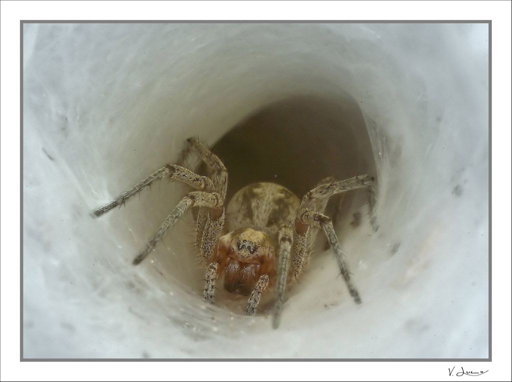 A casa del predatore