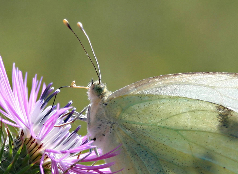 Farfalla...a colazione