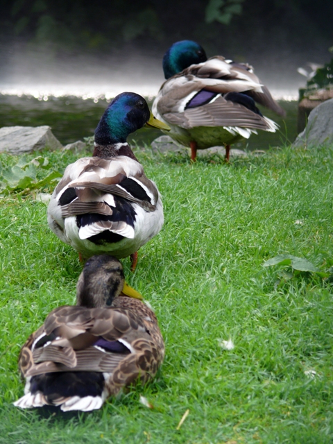 restiamo vicini vicini...