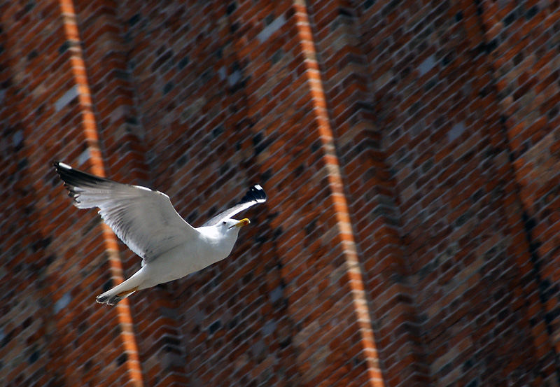 Venezia Gabbiano a Piazza San Marco