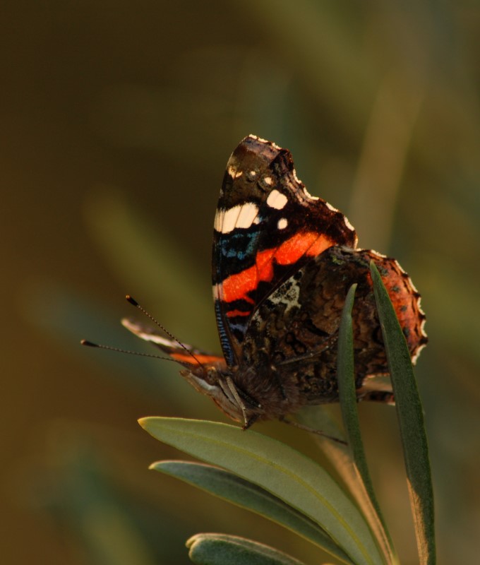 Vanessa atalanta