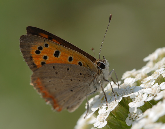Due passi sulla neve