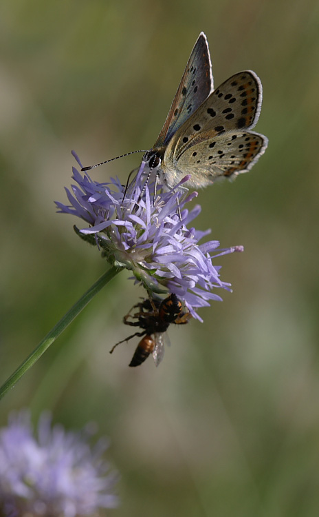 A chi va bene, a chi va male...