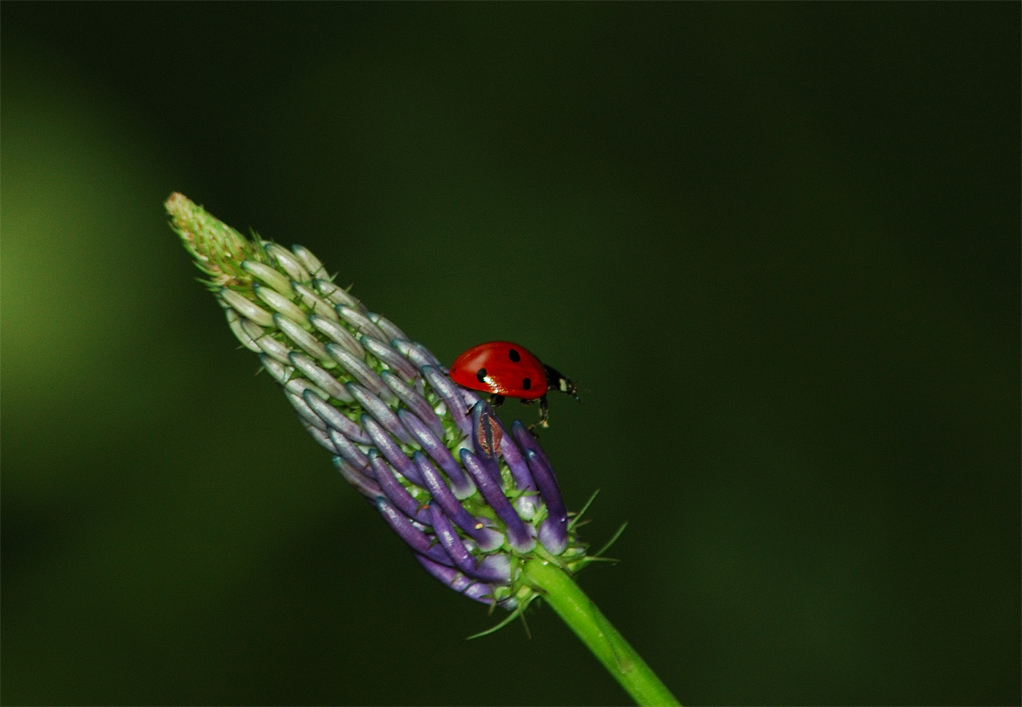 coccinella