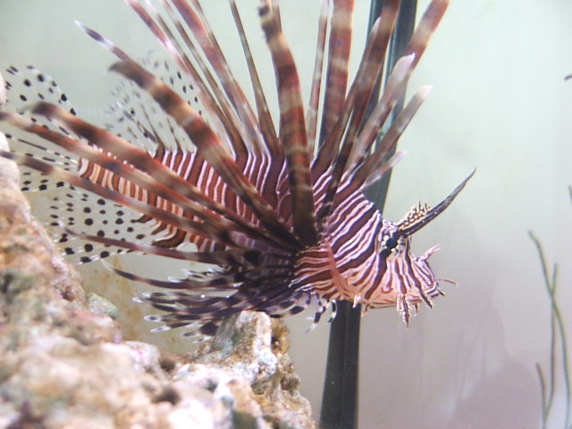 pesce nell mio ex acquario