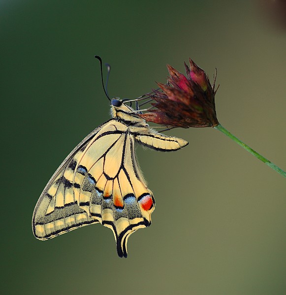 Papilio machaon