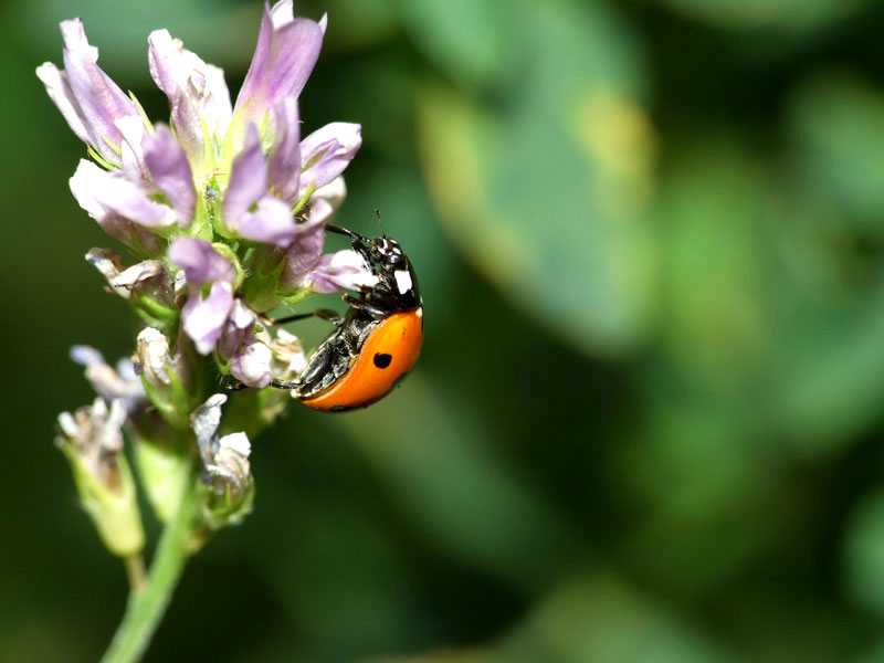 coccinella in viola