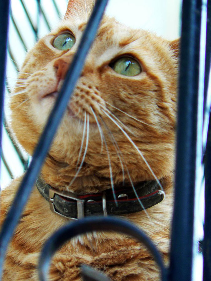 occhioni da gatta ;)