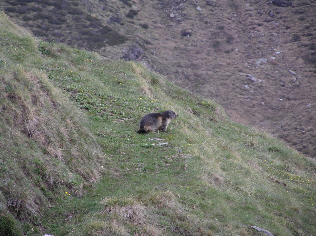 marmotta