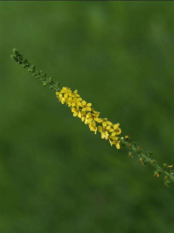 Fiore giallo