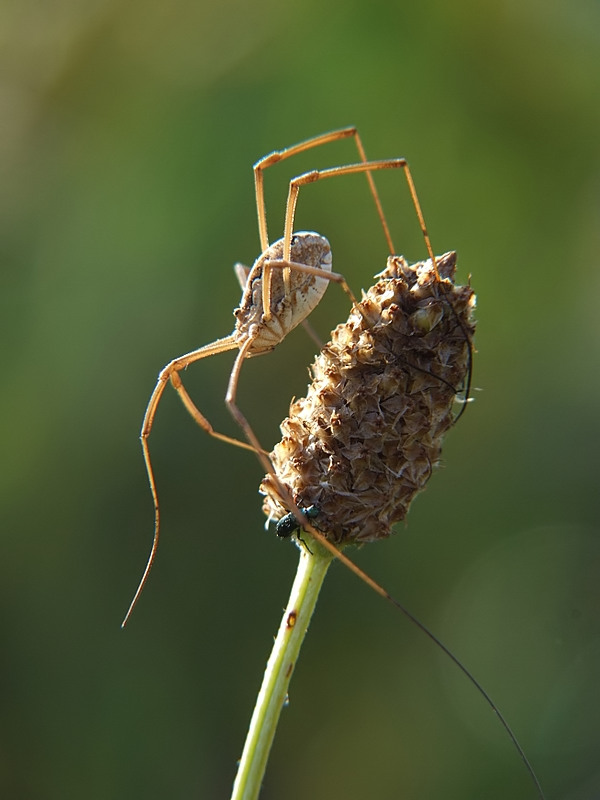 arriva la colazione!