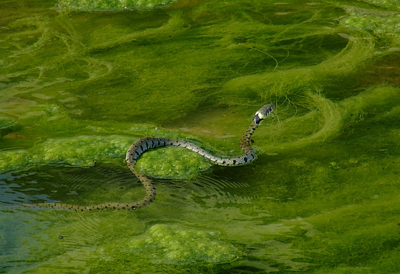 Il terrore delle ranocchie!