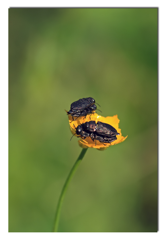 il gioco delle coppie