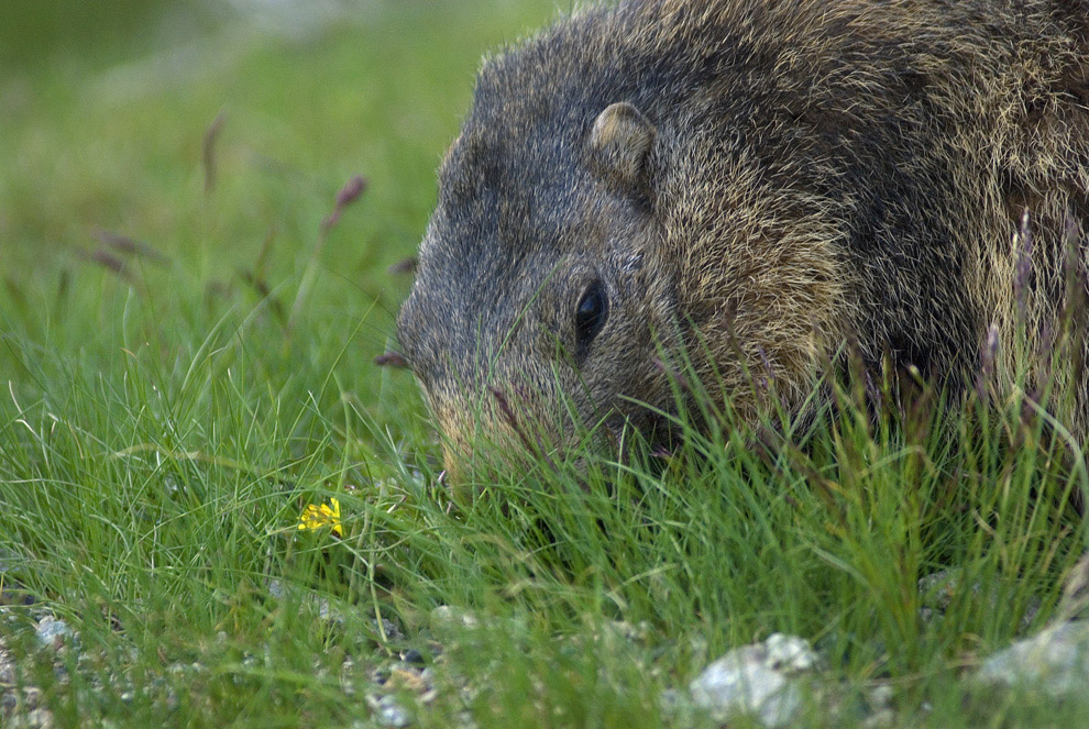 Marmotta