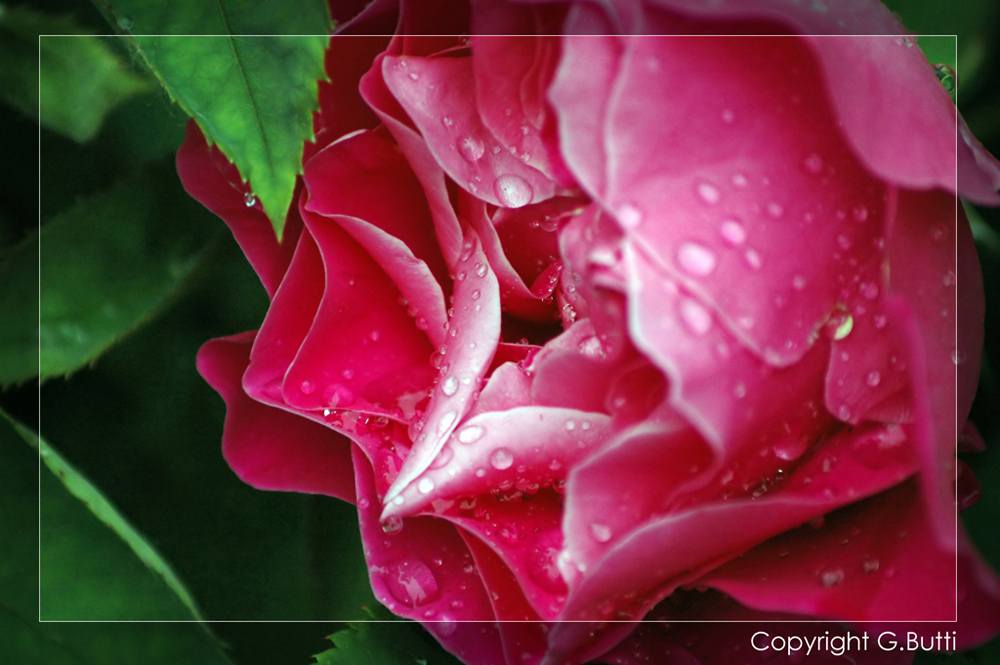 dipinto della natura...