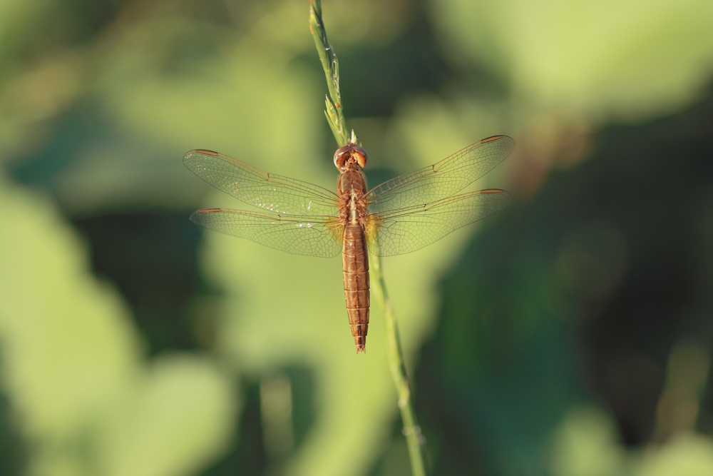 libellula1