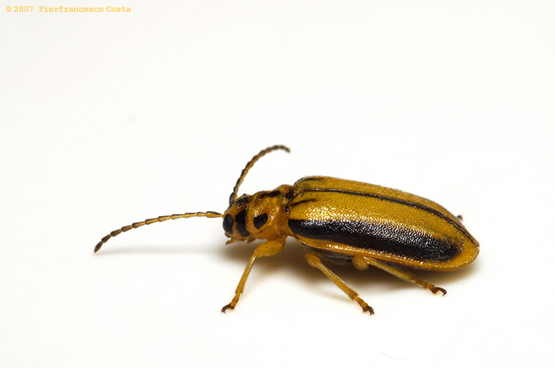 Xanthogaleruca luteola